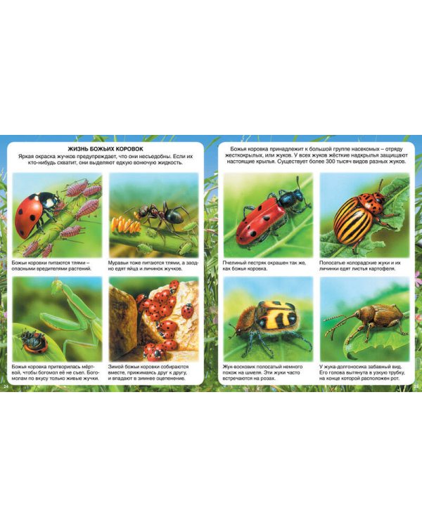 Самые маленькие животные (нов.оф.)