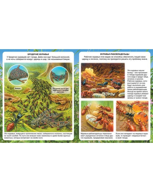 Самые маленькие животные (нов.оф.)