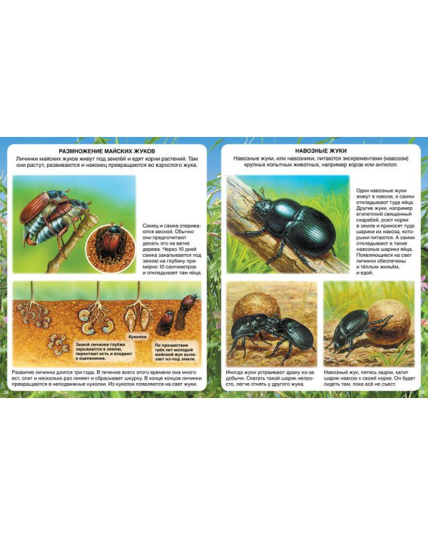 Самые маленькие животные (нов.оф.)