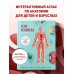 Тело человека. Интерактивный атлас по анатомии с вырубкой. Разбери свое тело на 6 систем