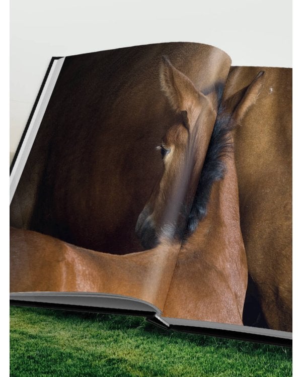 Лошади. Портреты, вдохновленные Рембрандтом