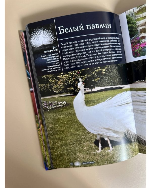 Птицы. Иллюстрированный гид