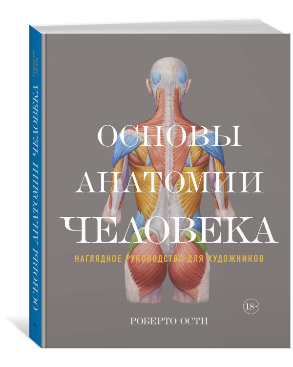 Дополнительное изображение книги «Основы анатомии человека: Наглядное руководство для художников»