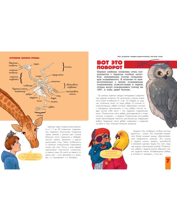 Птицы. Биология. Физиология