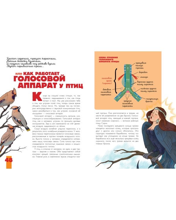 Птицы. Биология. Физиология