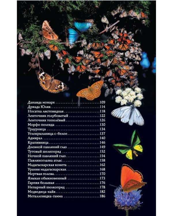 Бабочки. Иллюстрированный гид