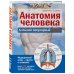 Анатомия человека: большой популярный атлас