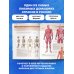Анатомия человека: большой популярный атлас