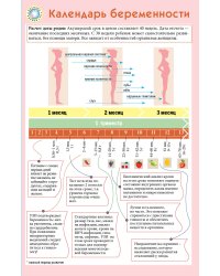 Календарь беременности