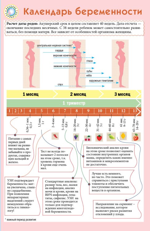 Календарь беременности