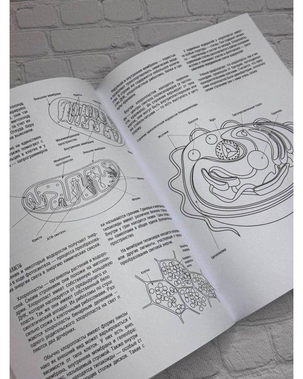 Строение клетки. Атлас-раскраска