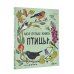 Моя первая книга Птицы