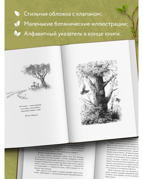 Мудрость леса. В поисках материнского древа и таинственной связи всего живого