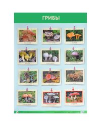 Развивающие плакаты. Грибы