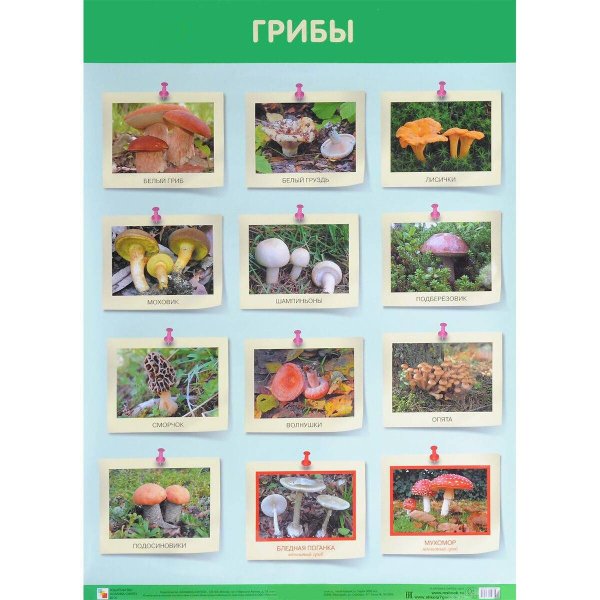 Обложка книги «Развивающие плакаты. Грибы», ISBN 9785431516313