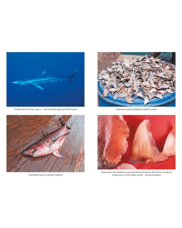 Императоры глубин. Акулы: Самые загадочные, недооцененные и незаменимые стражи океана