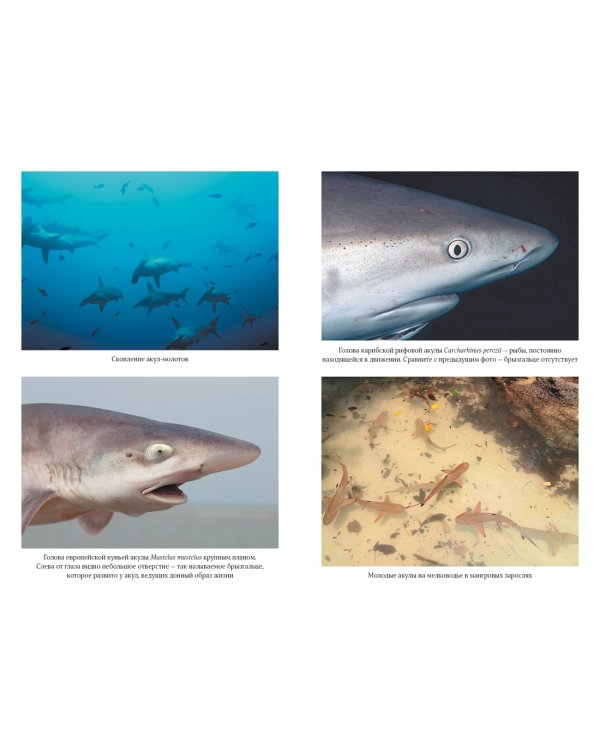 Императоры глубин. Акулы: Самые загадочные, недооцененные и незаменимые стражи океана