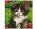 Алмаз. мозаика (класс.) 20х20 см, с подр., с полн. заполн. (17 цв.) МИЛЫЙ КОТЕНОК (AC20017)