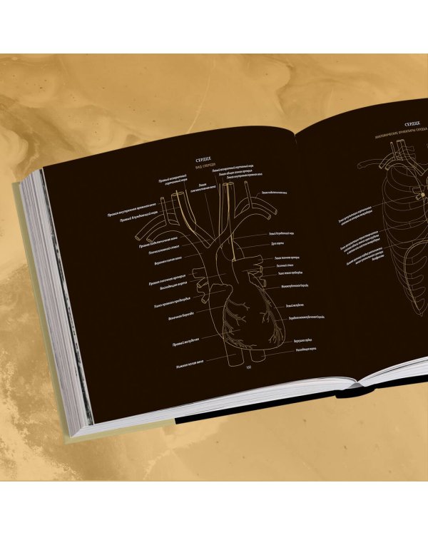 Анатомия в черном. Медицинский атлас для любителей роскоши и стиля
