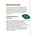 Номер 1. Как стать лучшим в том, что ты делаешь. NEON Pocketbooks