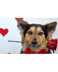 Алмаз.мозаика 20х30 на картоне с частичн. заполн. (класс.),20цв. СОБАЧКА С РОЗОЙ. Арт. ACF045
