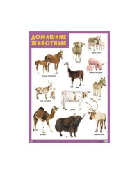 Развивающие плакаты. Домашние животные