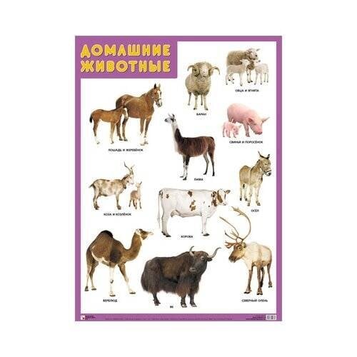 Обложка книги «Развивающие плакаты. Домашние животные», ISBN 9785431516344