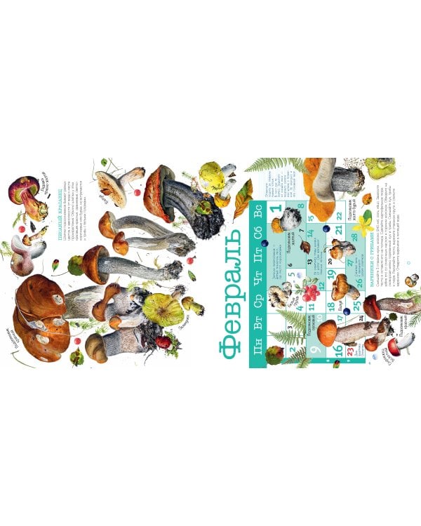 Календарь Грибы 2026 год