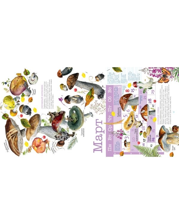 Календарь Грибы 2026 год