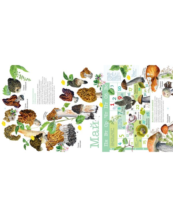Календарь Грибы 2026 год