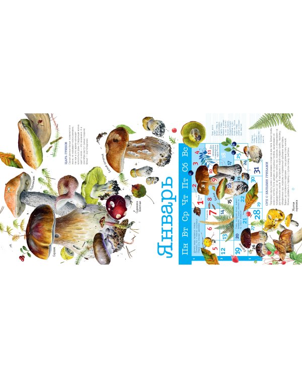 Календарь Грибы 2026 год