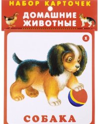 Домашние животные