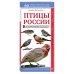 Птицы России. Наглядный карманный определитель (для ПР)