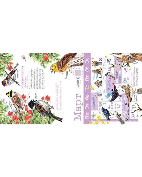 Календарь Птицы России с голосами 2026 год