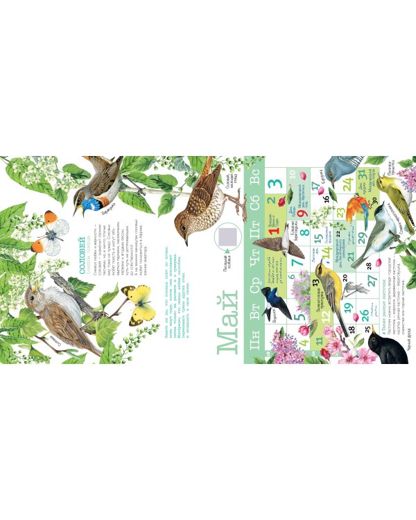 Календарь Птицы России с голосами 2026 год