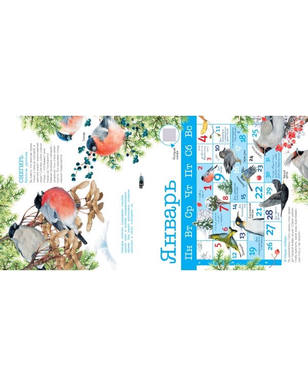Календарь Птицы России с голосами 2026 год