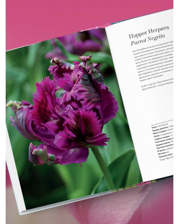 Тюльпаны. Великолепные цветы для дома и сада