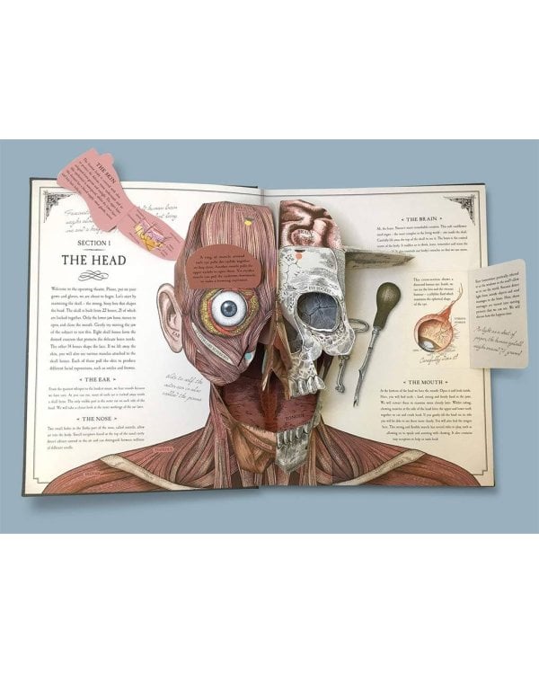 The Human (Richard Walker) Тело человека (Ричард Уокер) /Книги на английском языке