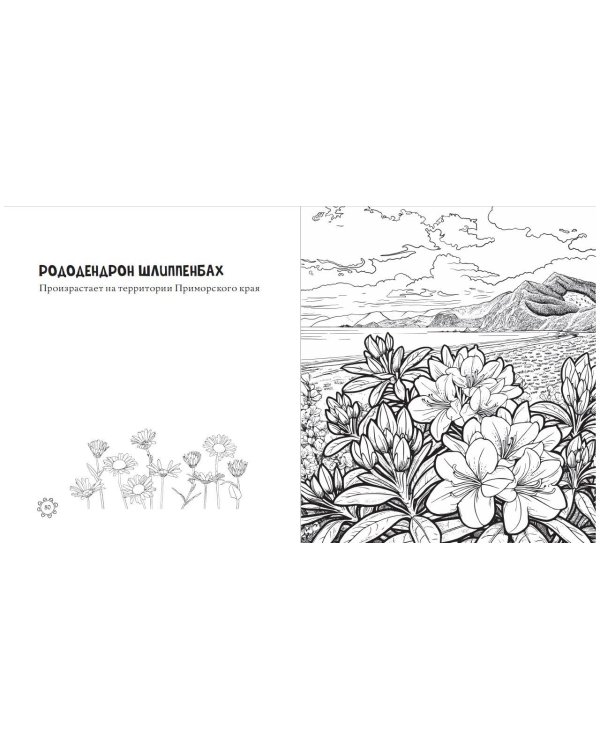 Чарующие краски России. Страницы нежности и красоты