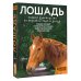 Лошадь. Полное руководство по верховой езде и уходу