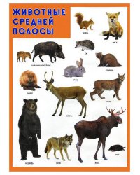 Развивающие плакаты. Животные средней полосы