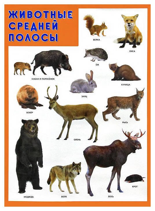 Обложка книги «Развивающие плакаты. Животные средней полосы», ISBN 9785431519406