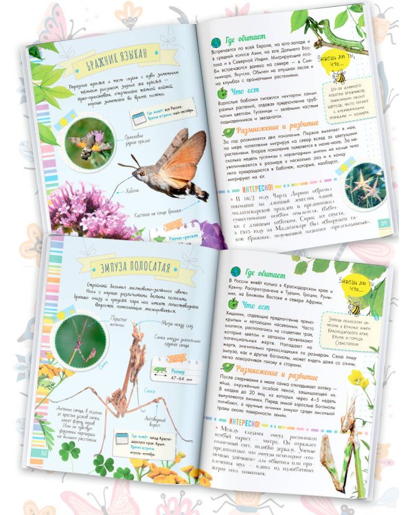 Удивительные насекомые