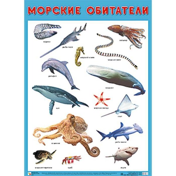 Обложка книги «Развивающие плакаты. Морские обитатели», ISBN 9785431517068