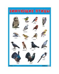 Развивающие плакаты. Зимующие птицы