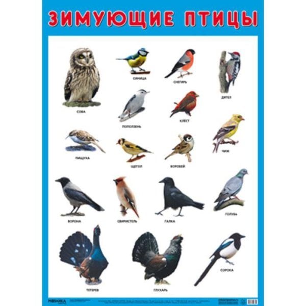 Обложка книги «Развивающие плакаты. Зимующие птицы», ISBN 9785431516351