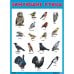Обложка книги «Развивающие плакаты. Зимующие птицы», ISBN 9785431516351