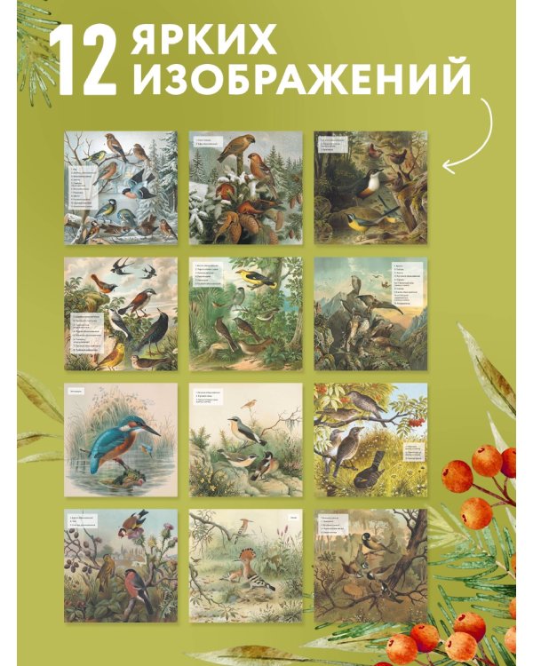 Дополнительное изображение книги «Птицы России: когда ждать, где искать, как отличать. Календарь настенный на 2027 год (300х300 мм)»