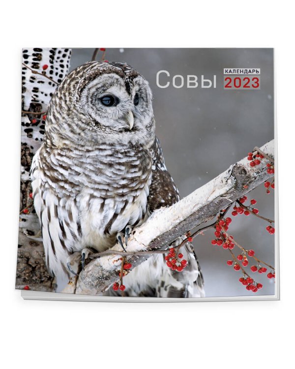 Совы. Календарь настенный на 2023 год (300х300)