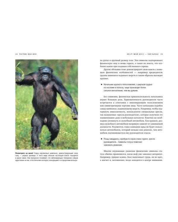 Help! Мой босс – обезьяна! Социальное поведение на работе с точки зрения биологии